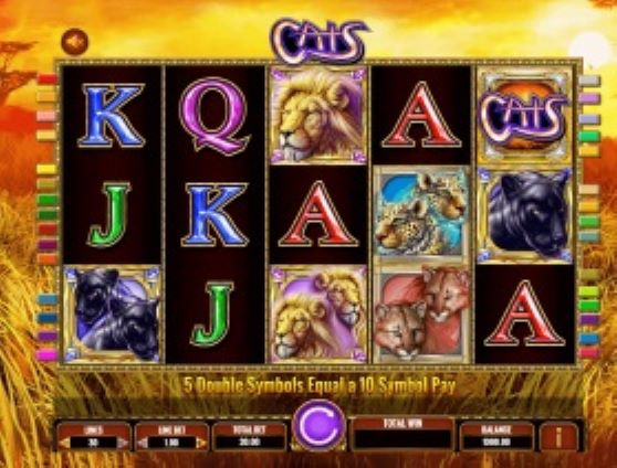 Cats Theme & Design